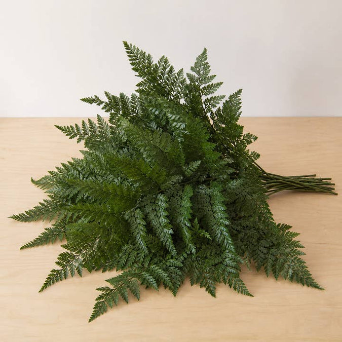 Fresh Leatherleaf Fern product photograph