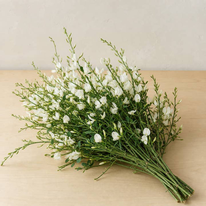 Fresh White Genista Broom Flowers product photograph