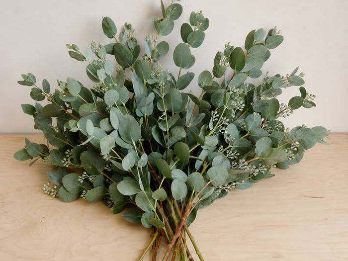 Fresh Cider Gum Eucalyptus Greenery product photograph