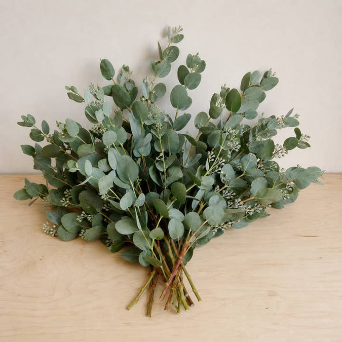 Fresh Cider Gum Eucalyptus Greenery product photograph