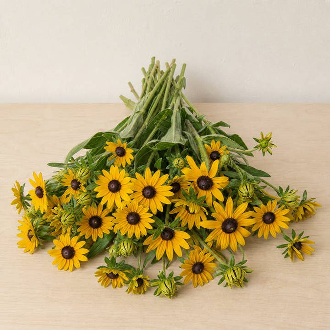 Fresh Black- and Green-Eyed Susans product photograph