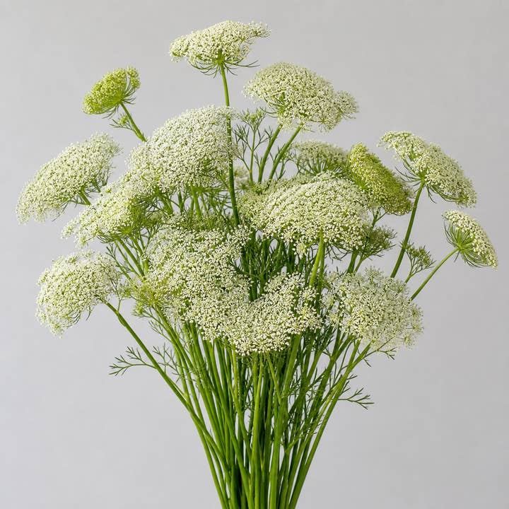 Fresh Queen Anne’s Lace product photograph