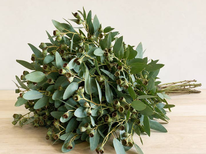 Fresh Cupped Seeded Eucalyptus Greenery product photograph