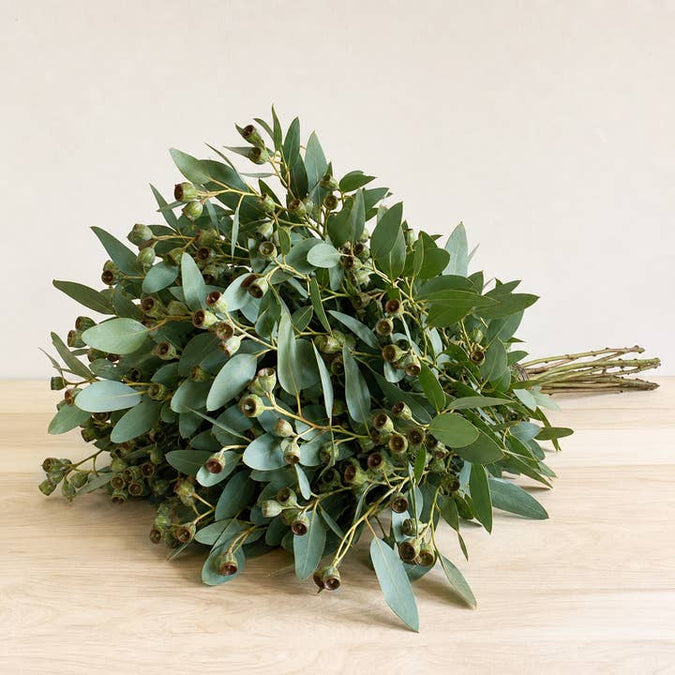 Fresh Cupped Seeded Eucalyptus Greenery product photograph