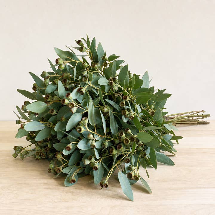 Fresh Cupped Seeded Eucalyptus Greenery product photograph