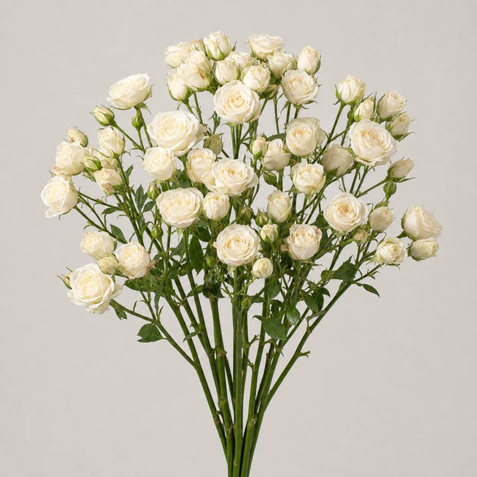Fresh White Majolica Spray Roses product photograph