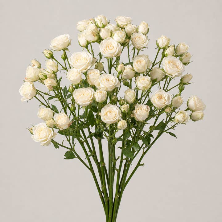 Fresh White Majolica Spray Roses product photograph