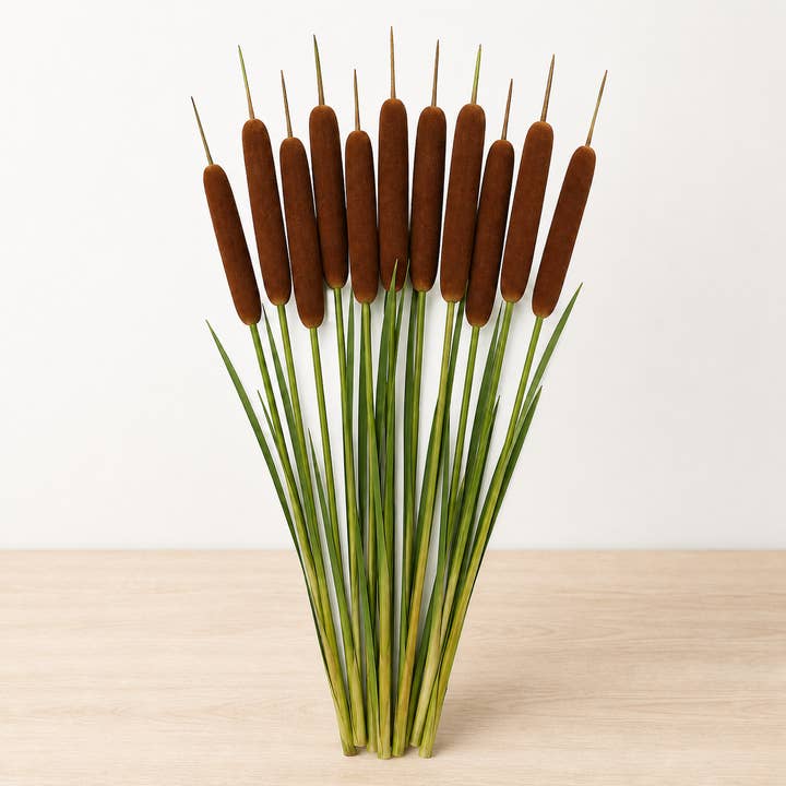 Fresh Cattails product photograph