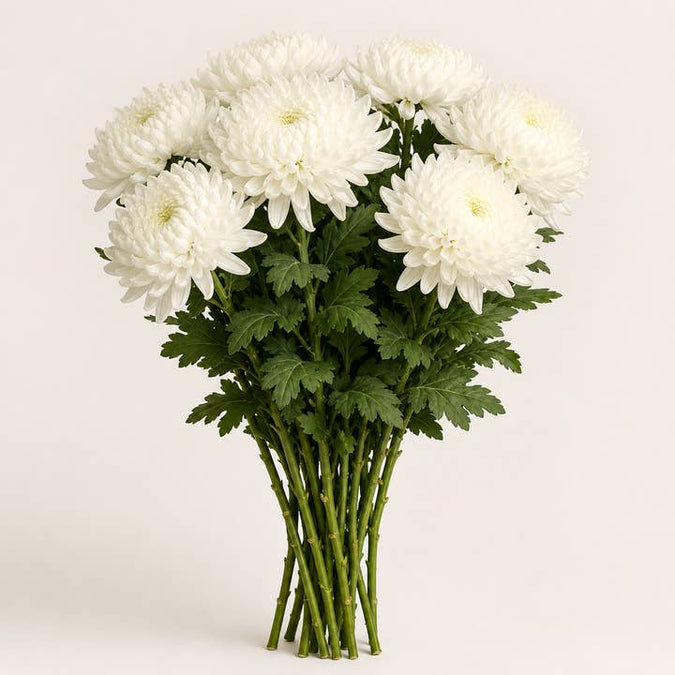 Fresh White Cremon Mum product photograph
