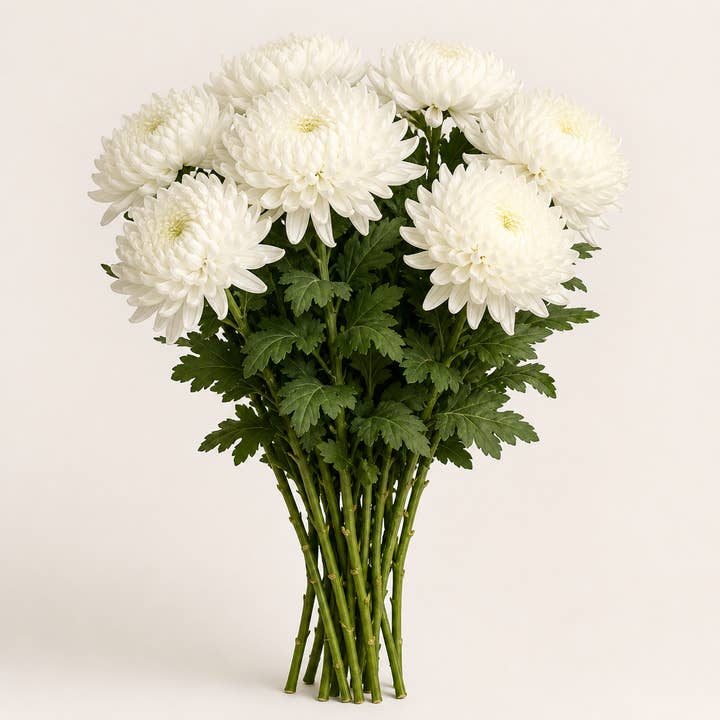 Fresh White Cremon Mum product photograph