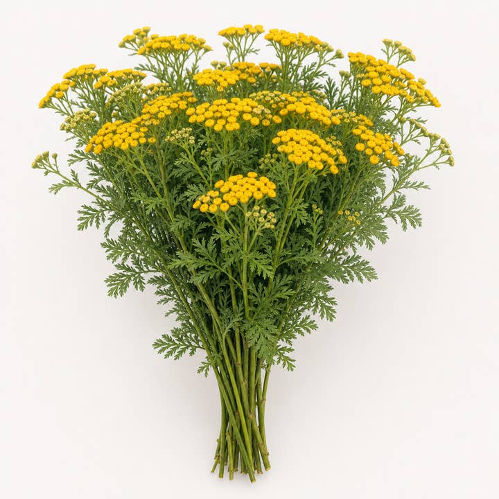 Fresh Tansy product photograph