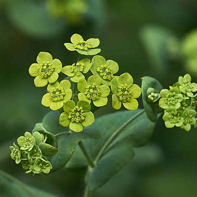 Fresh Bupleurum product photograph