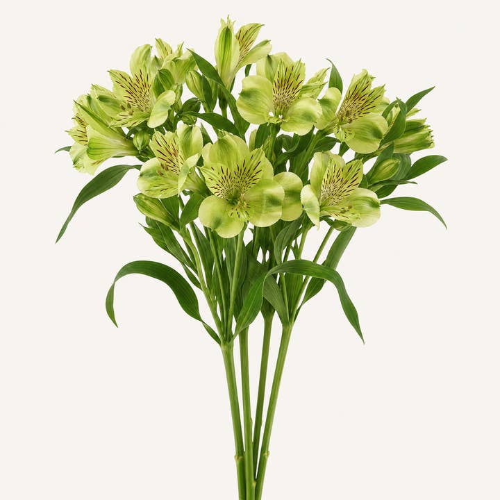 Fresh Green Planet Peruvian Lily product photograph