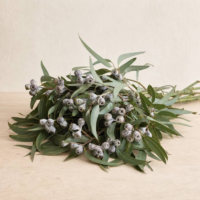 Fresh Silver Bells Eucalyptus Pods product photograph
