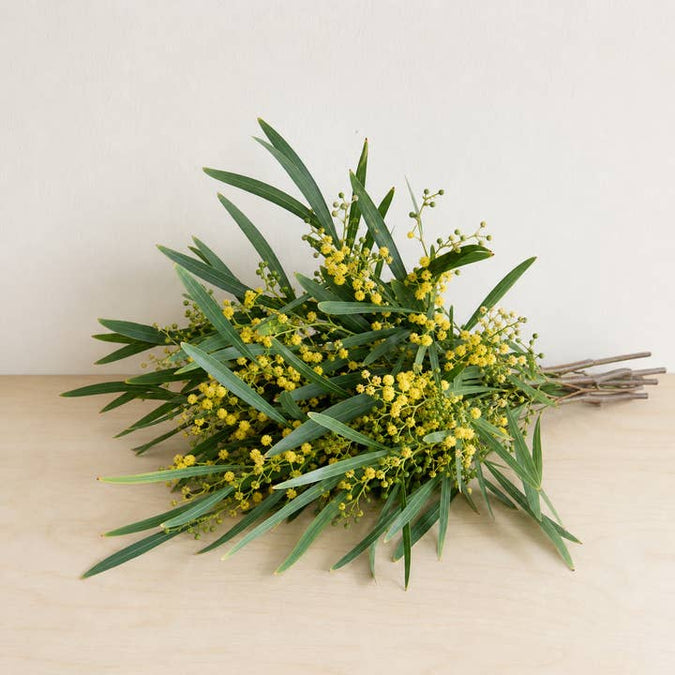 Fresh Knifeleaf Acacia Greenery product photograph