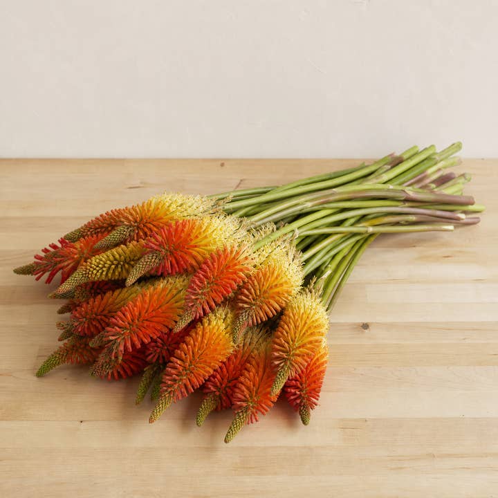 Fresh Red Hot Poker Flowers product photograph