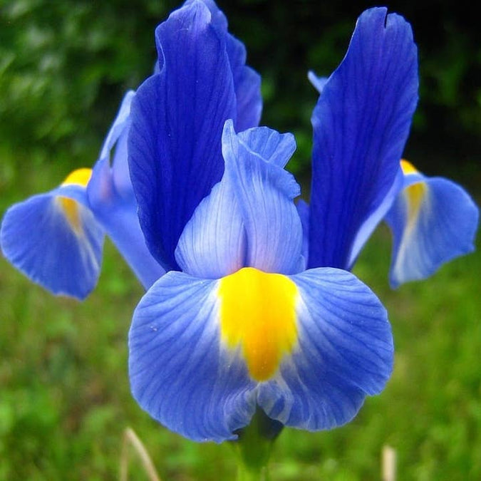 Fresh Dark Blue Iris product photograph