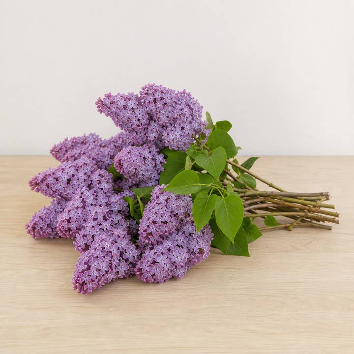 Fresh Lilacs product photograph