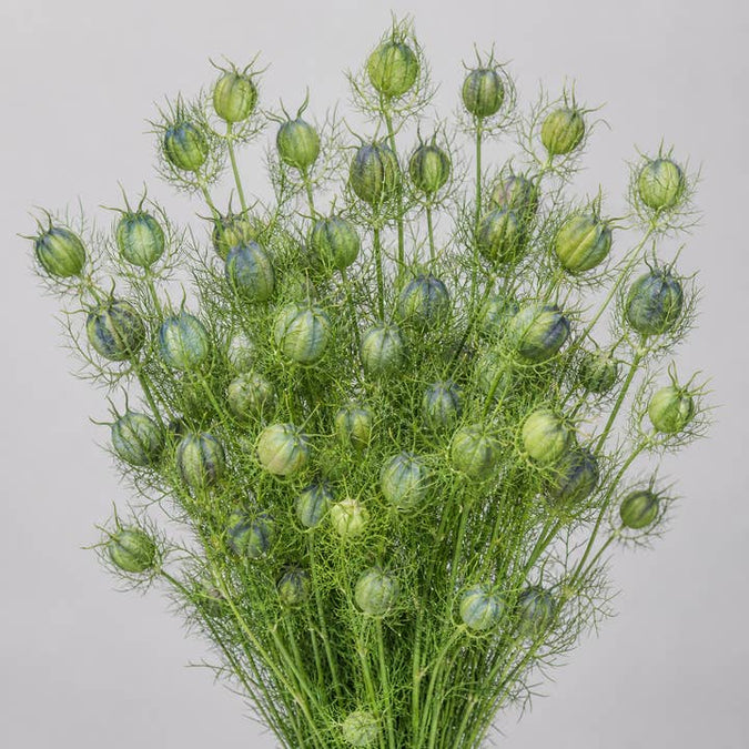 Fresh Love-in-a-Mist Pods product photograph