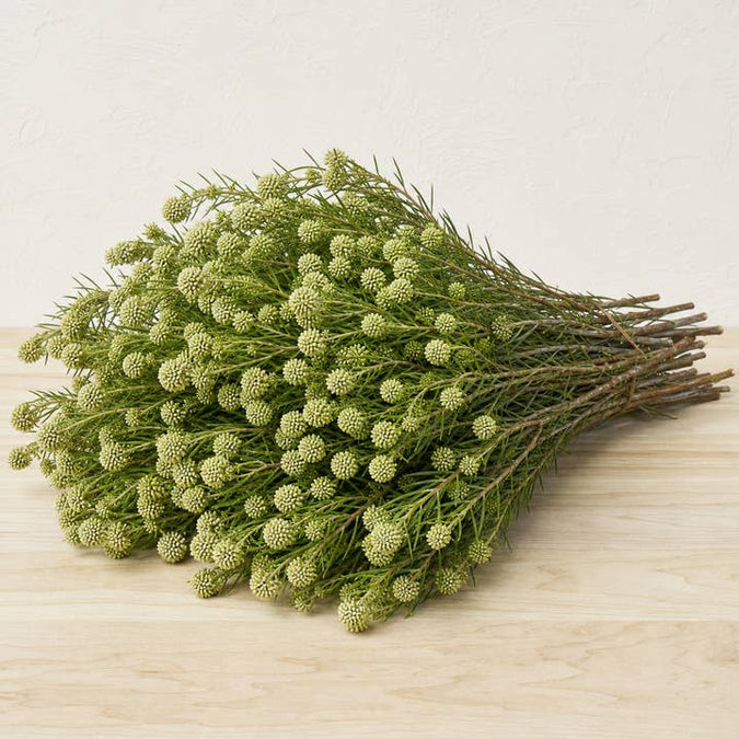 Fresh Buttonbush Foliage product photograph