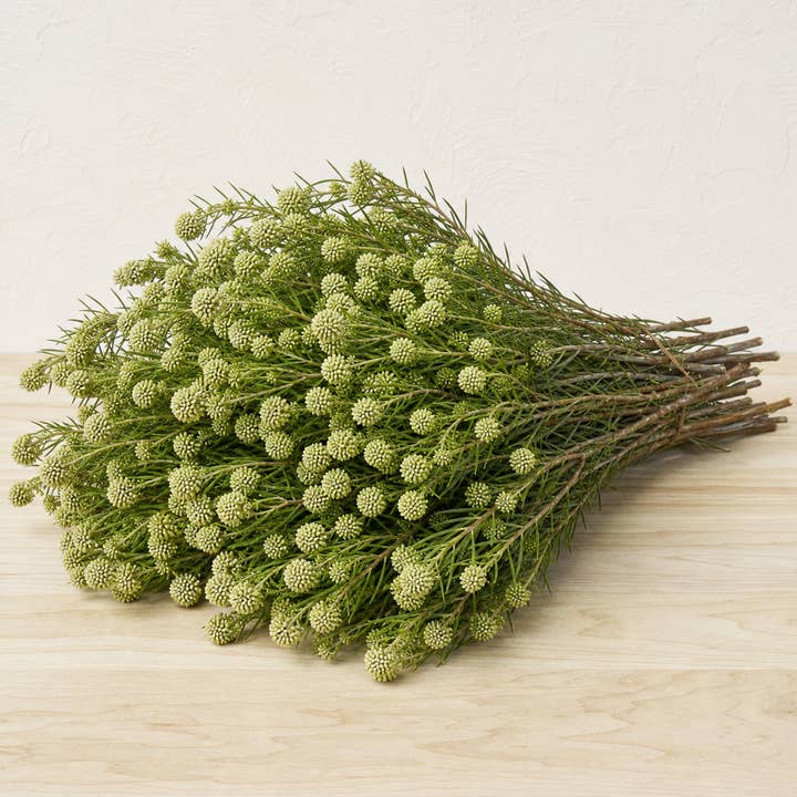 Fresh Buttonbush Foliage product photograph