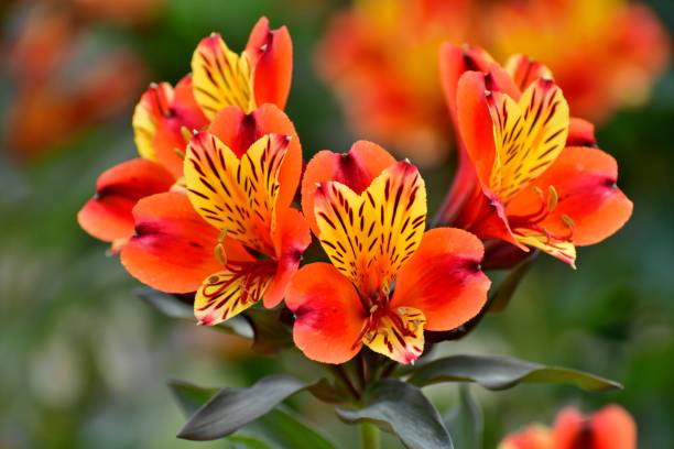 Fresh Alstroemeria