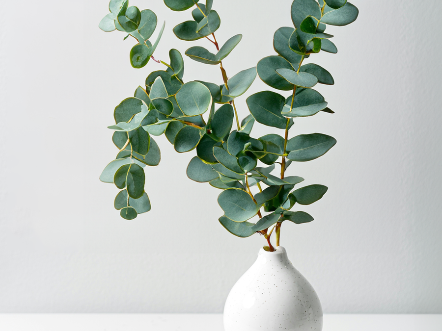 Fresh Eucalyptus Décor Bouquets