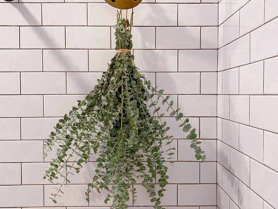 Eucalyptus bunch hanging from brass shower head in white tile bathroom from twine