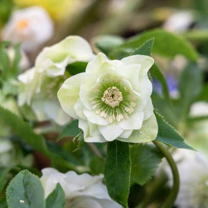 Fresh Helleborus product photograph