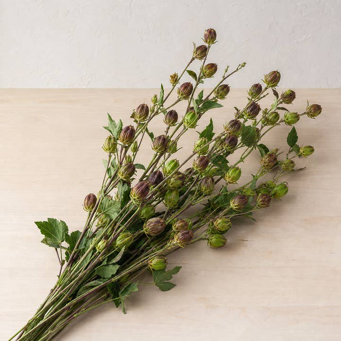 Fresh Hibiscus Seed Pods product photograph