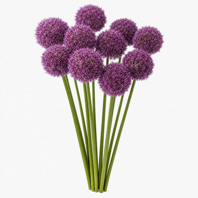 Fresh Giant Ornamental Onion product photograph