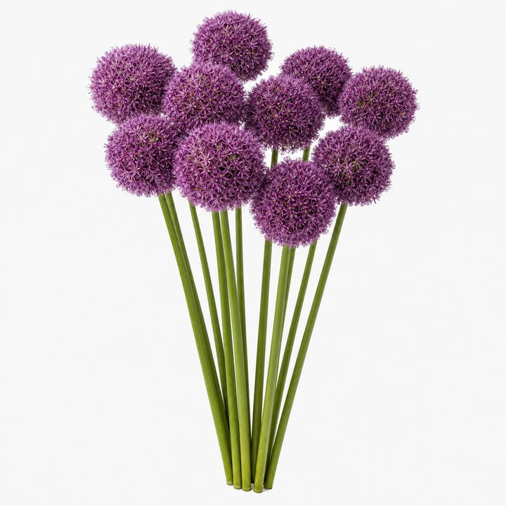 Fresh Giant Ornamental Onion product photograph