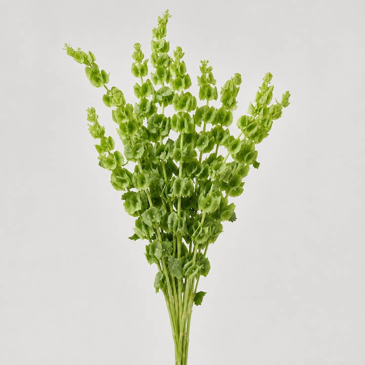 Fresh Bells of Ireland product photograph