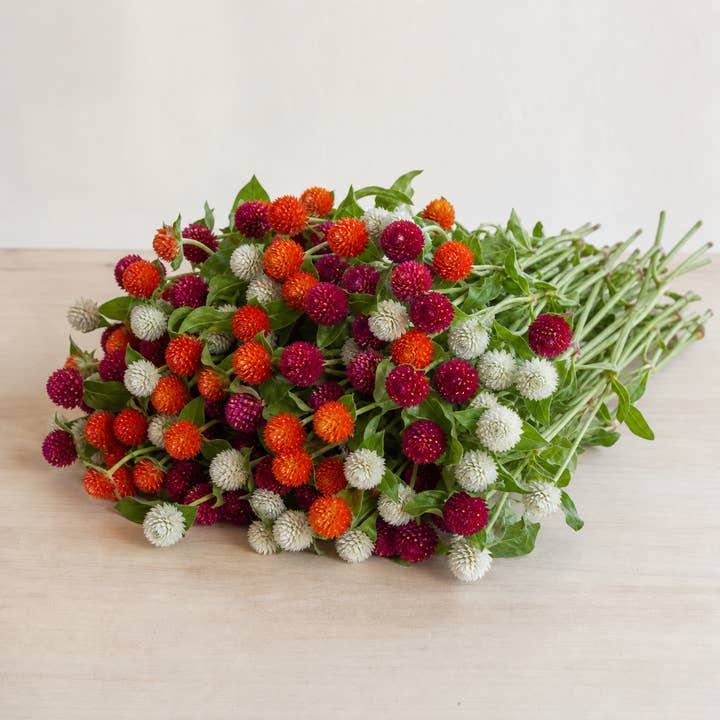 Fresh Orange, Red & White Globe Amaranth product photograph