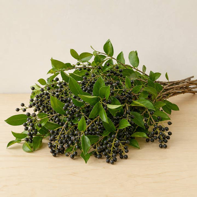 Fresh Black Privet Berry Branches product photograph