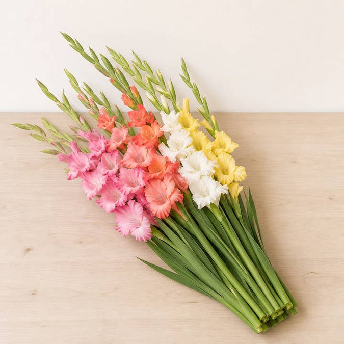 Fresh Gladiolus product photograph