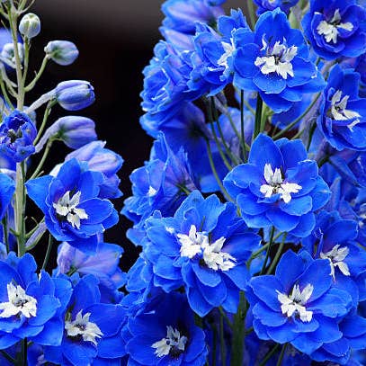 Fresh Hybrid Delphinium product photograph