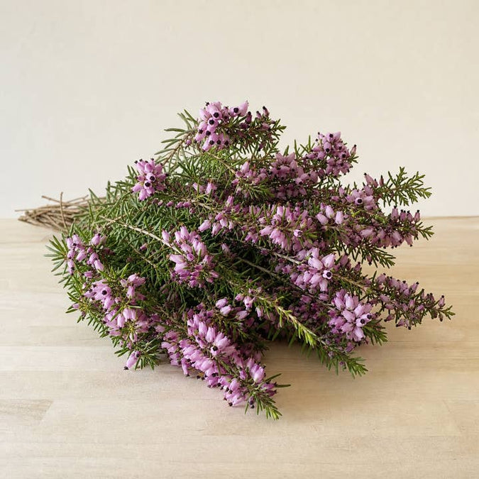 Fresh Melanthera Heather product photograph