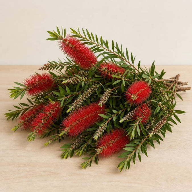 Fresh Bottlebrush Branches product photograph