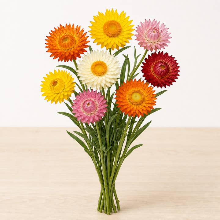 Fresh Strawflowers (Everlasting Flowers) product photograph