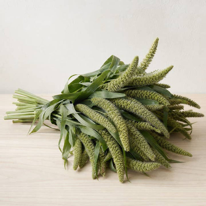 Fresh Feathery Green Millet product photograph