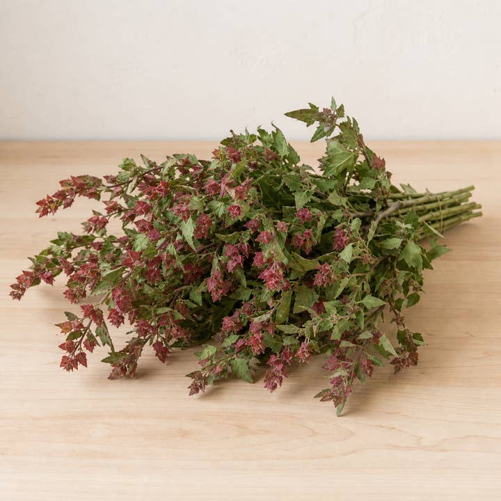 Fresh Green & Red Saltbush product photograph