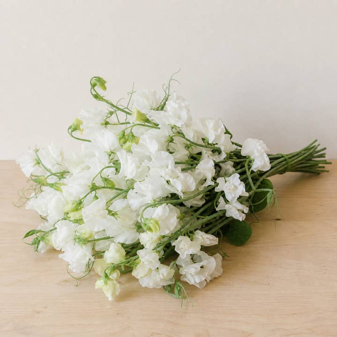Fresh White Sweet Pea Flowers product photograph