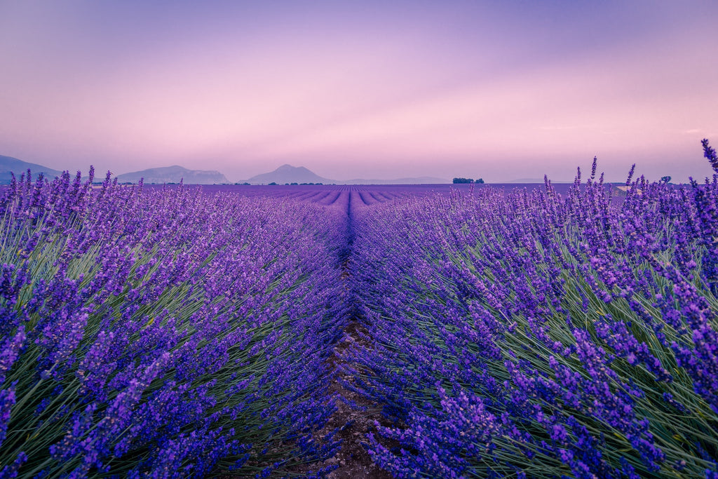 What Can I Do With Lavender Essential Oil?