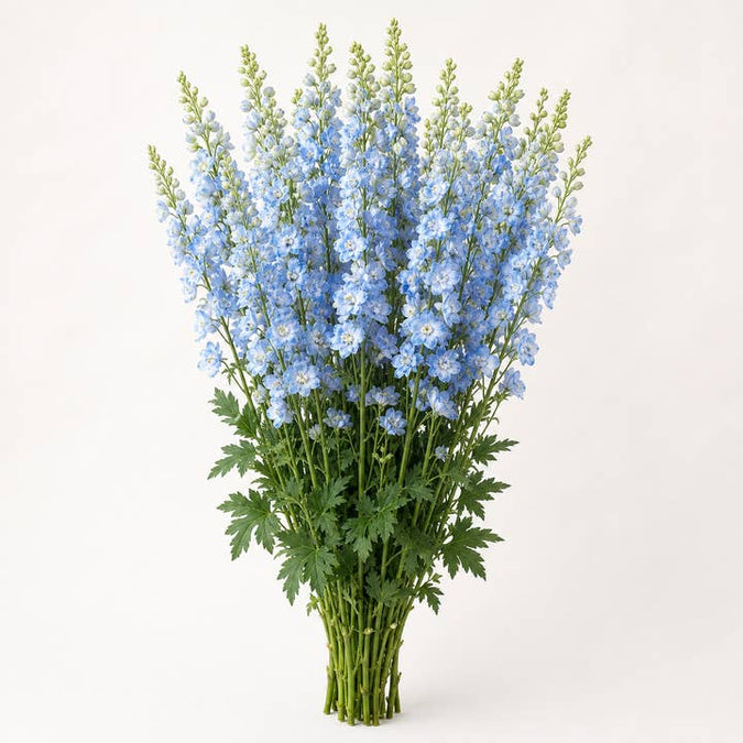 Fresh Light Blue Delphinium product photograph