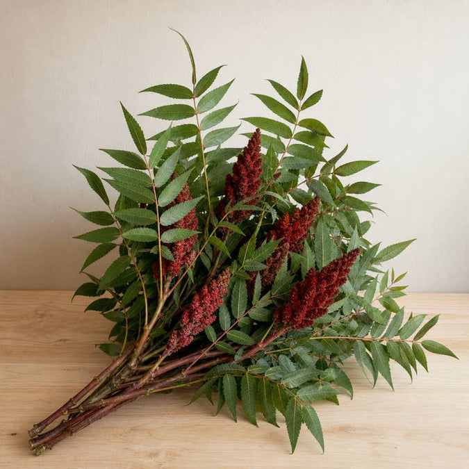 Fresh Sumac Foliage product photograph