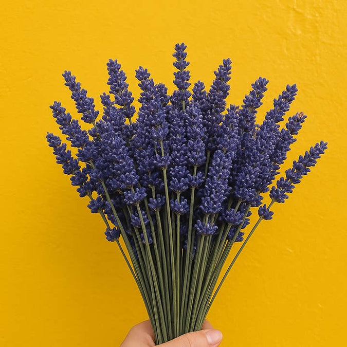 Fresh English Lavender product photograph