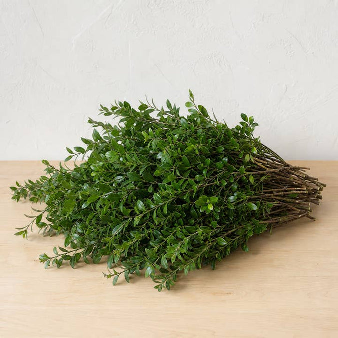 Fresh Green Huckleberry Foliage product photograph