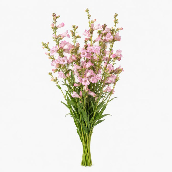 Fresh Blush Beardtongue product photograph