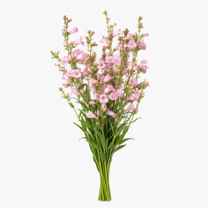 Fresh Blush Beardtongue product photograph